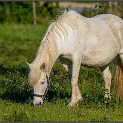 Paysages de Camargue